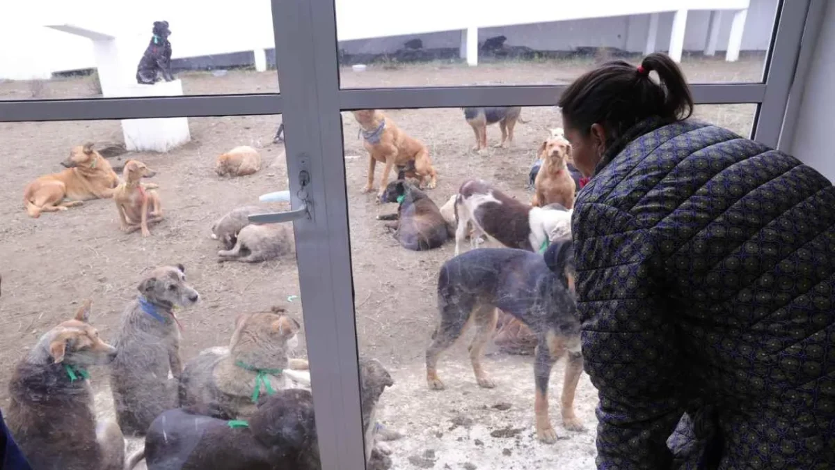 Regulación de refugios, como el Franciscano, se definirá en consenso con animalistas.