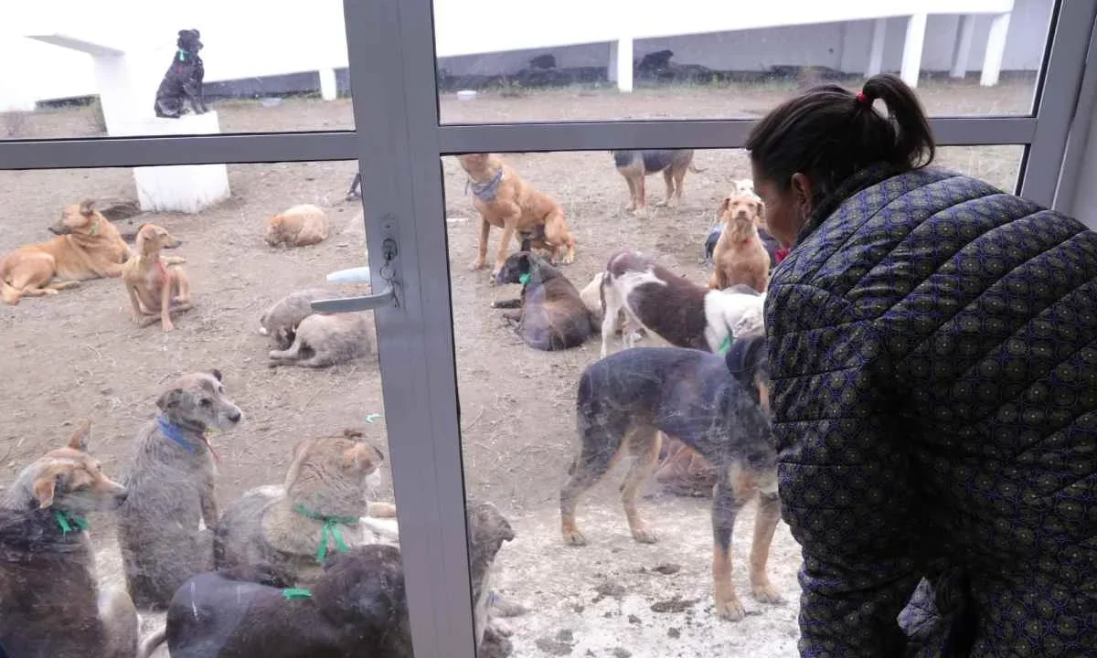 Regulación de refugios, como el Franciscano, se definirá en consenso con animalistas.