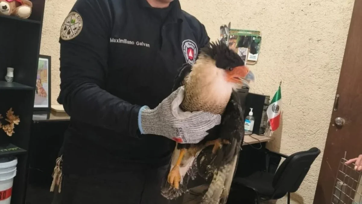 El Caracara Norteño recibirá atención médica veterinaria, tratamiento para las heridas y seguimiento especializado de su evolución. 