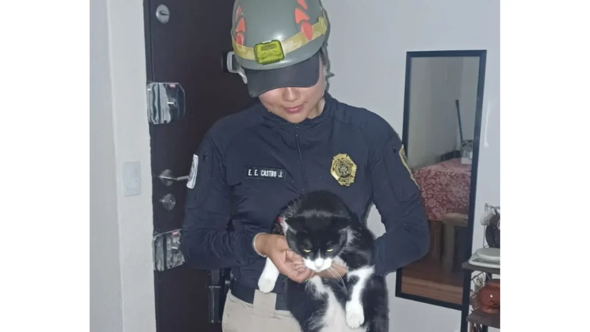 Explosión por posible acumulación de gas en Coyoacán moviliza a la SSC y a la Brigada de Vigilancia Animal, que rescató y protegió a mascotas afectadas en Paseos de Taxqueña.