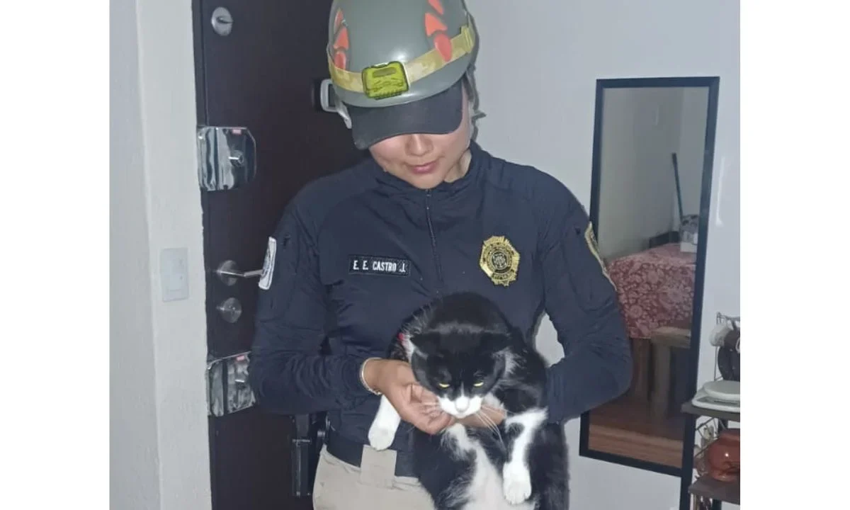 Explosión por posible acumulación de gas en Coyoacán moviliza a la SSC y a la Brigada de Vigilancia Animal, que rescató y protegió a mascotas afectadas en Paseos de Taxqueña.
