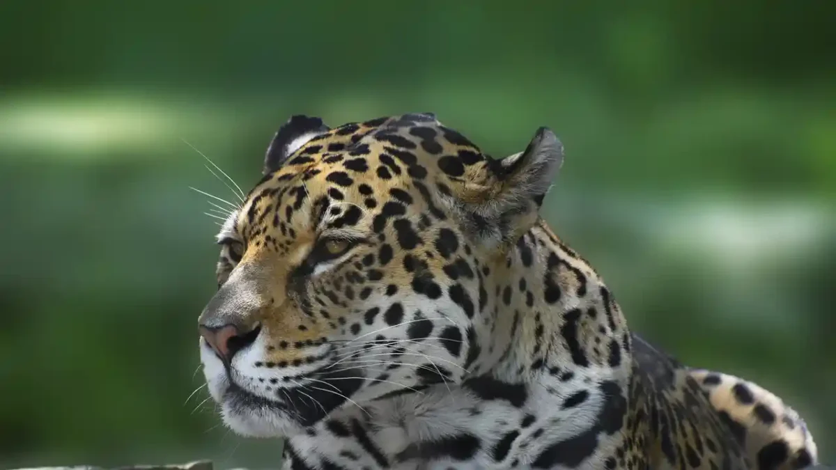 Jaguar quintana roo mahahual