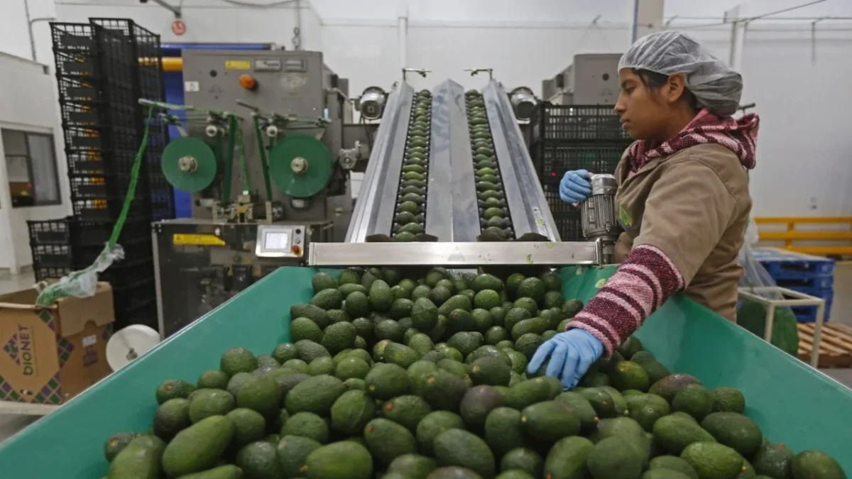 México anota al Super Bowl 110 mil toneladas de aguacate