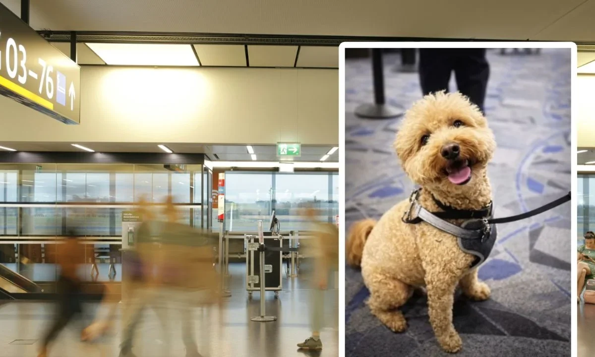 Mujer es detenida tras abandonar a su perrito en el aeropuerto de Las Vegas