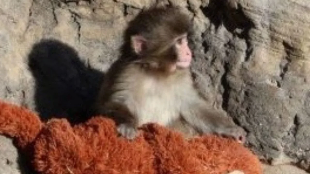 Punch, el monito y su inseparable peluche conquistan las redes sociales