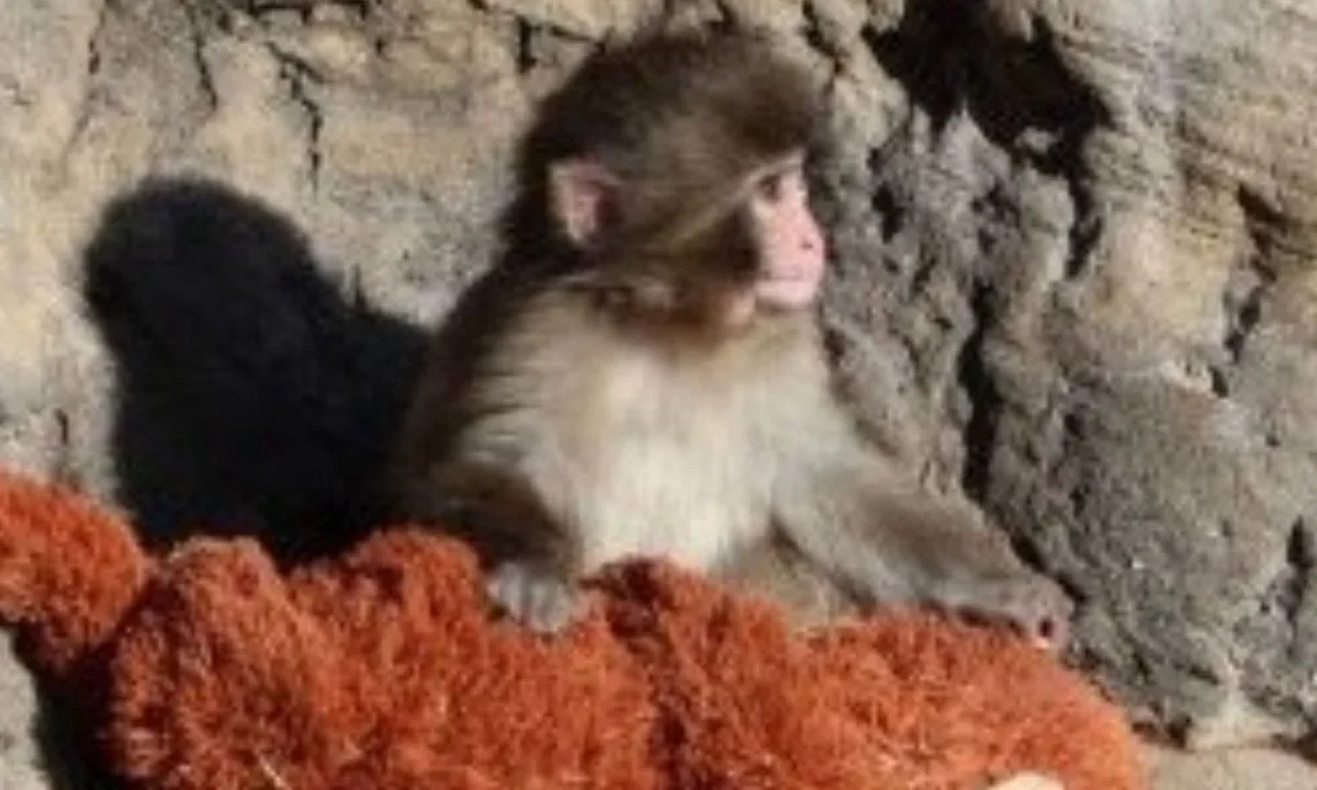Punch, el monito y su inseparable peluche conquistan las redes sociales
