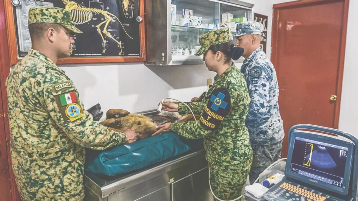 Desde cachorros, los canes del CENPROCAN son entrenados para convertirse en binomios clave en operativos de seguridad y rescate.