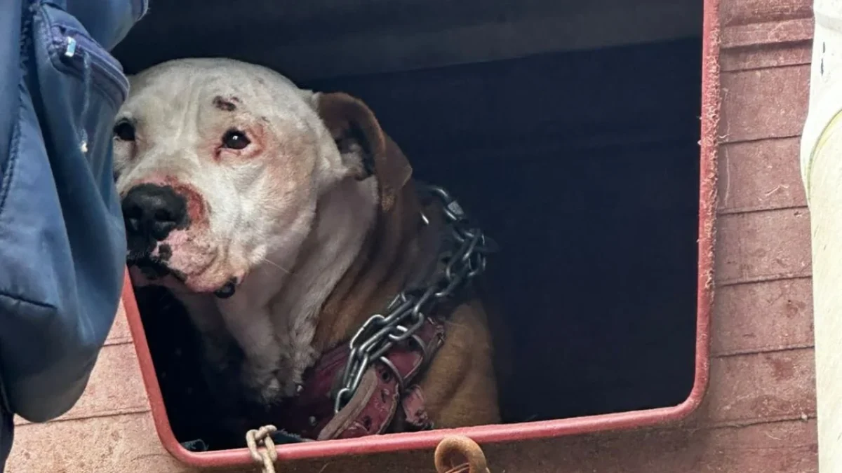 El alcalde de Álvaro Obregón encabezó un operativo interinstitucional para rescatar a un perrito maltratado en la colonia Zenón Delgado.