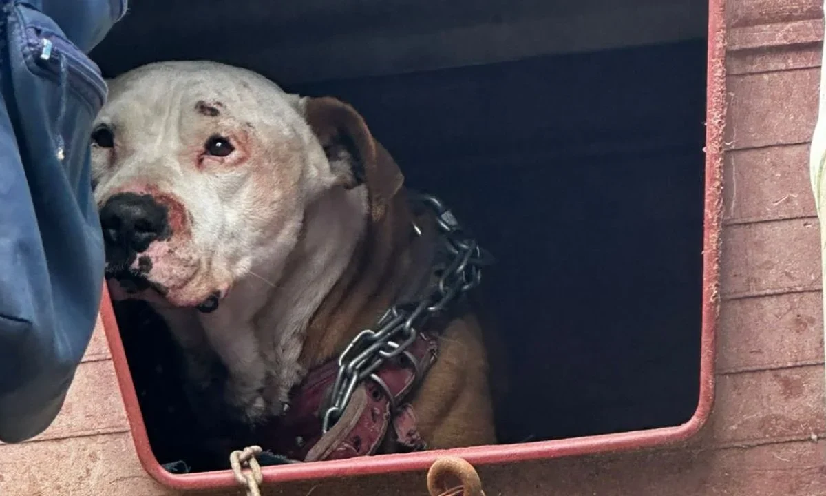 El alcalde de Álvaro Obregón encabezó un operativo interinstitucional para rescatar a un perrito maltratado en la colonia Zenón Delgado.