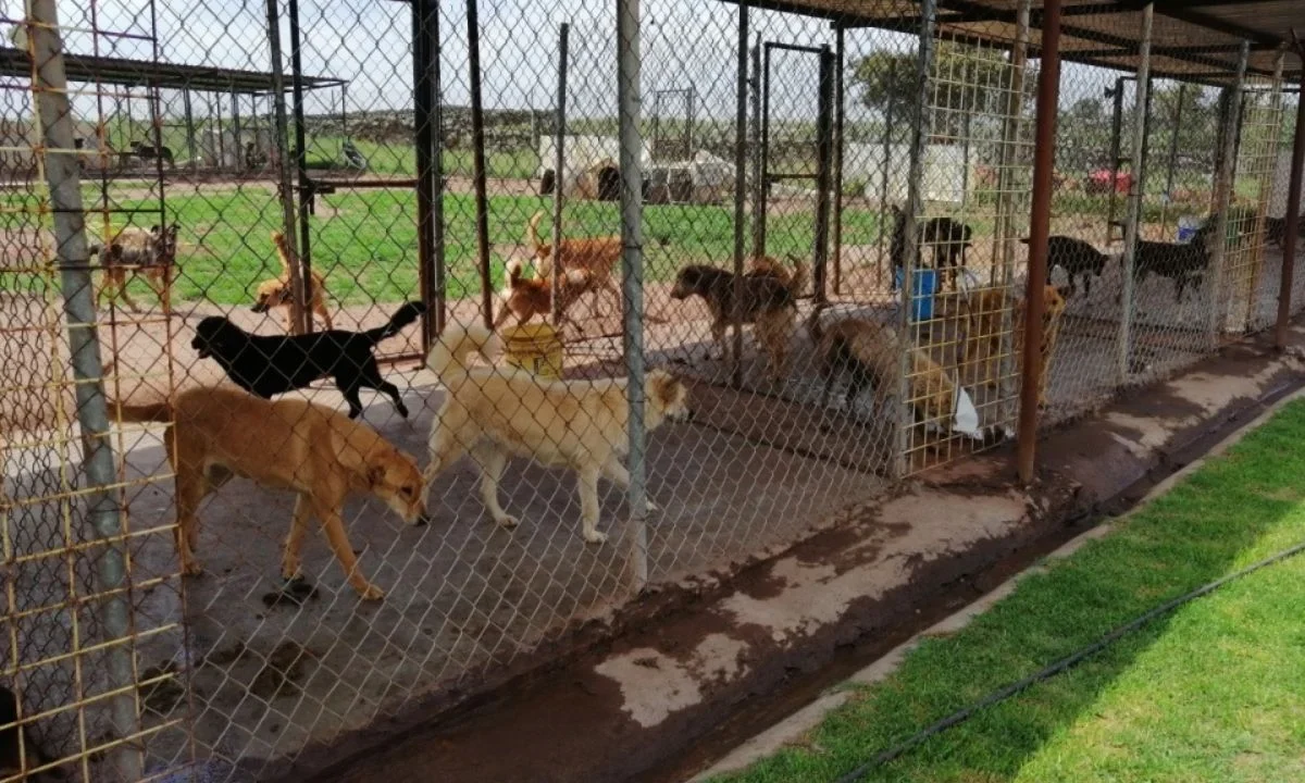 Congreso CDMX arranca foros para regular refugios animales
