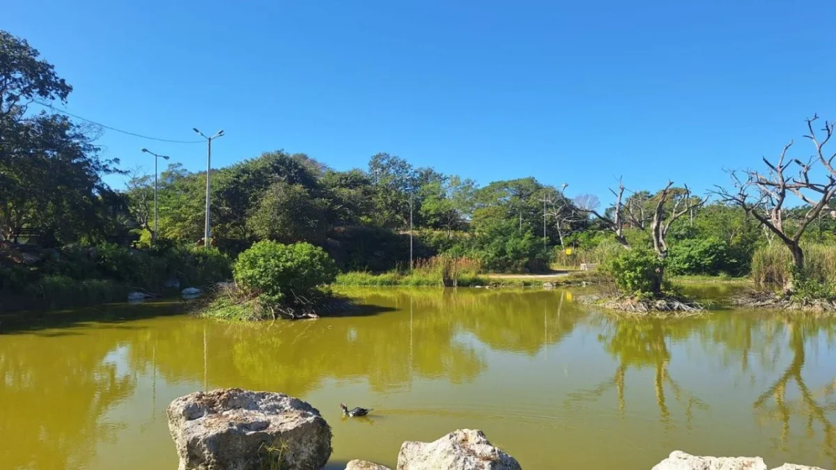 Antiguas sascaberas en Mérida hoy son humedales urbanos que resguardan fauna silvestre en medio del crecimiento urbano de la capital yucateca.