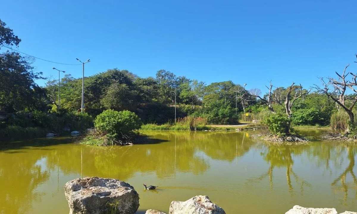 Antiguas sascaberas en Mérida hoy son humedales urbanos que resguardan fauna silvestre en medio del crecimiento urbano de la capital yucateca.