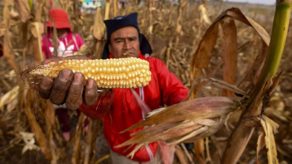 El Gobierno de EU destinará 40 mdd al Centro Internacional de Mejoramiento de Maíz y Trigo, en investigación del grano en México.