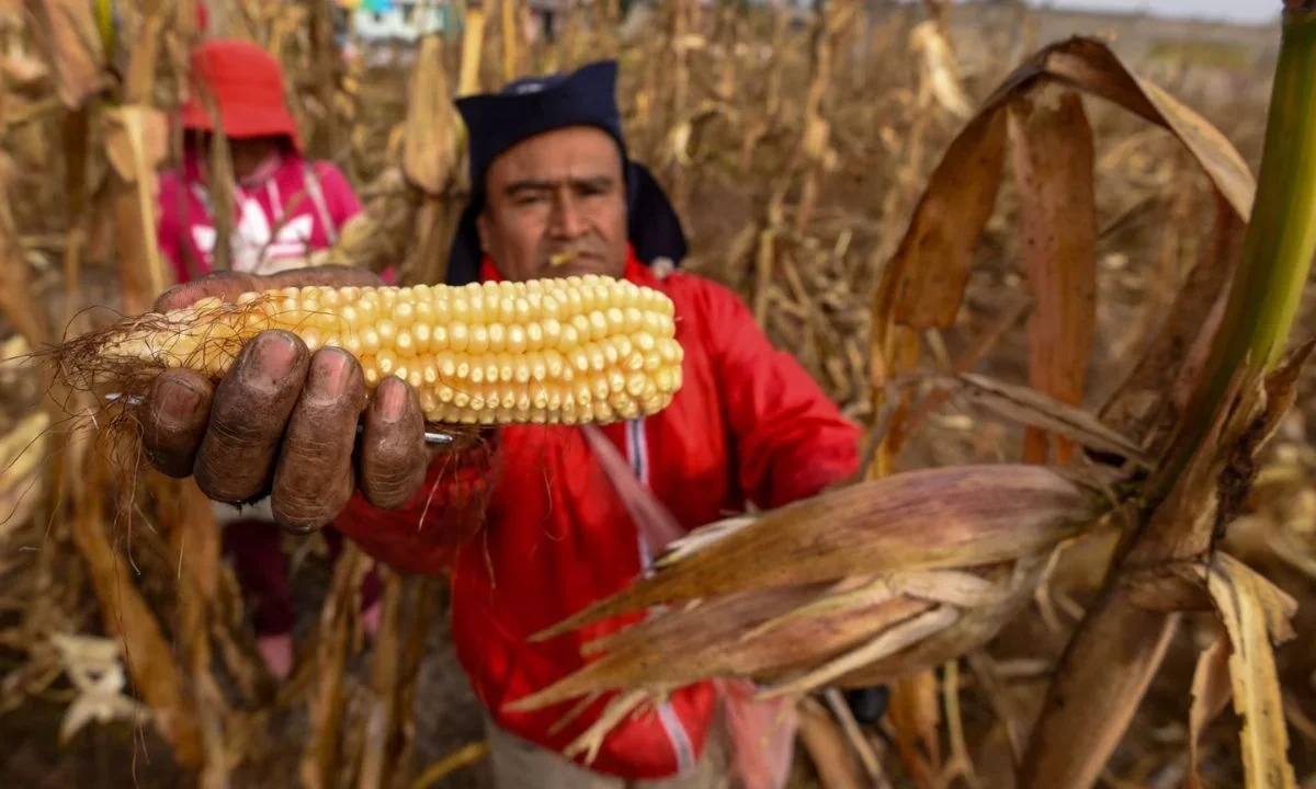 El Gobierno de EU destinará 40 mdd al Centro Internacional de Mejoramiento de Maíz y Trigo, en investigación del grano en México.