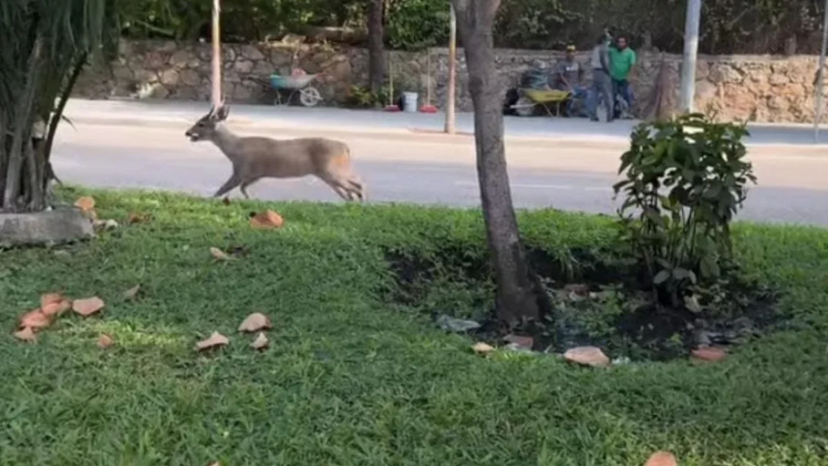 El Fonatur aseguró que los venados del Club de Golf de Acapulco, Guerrero, se encuentran en óptimas condiciones.