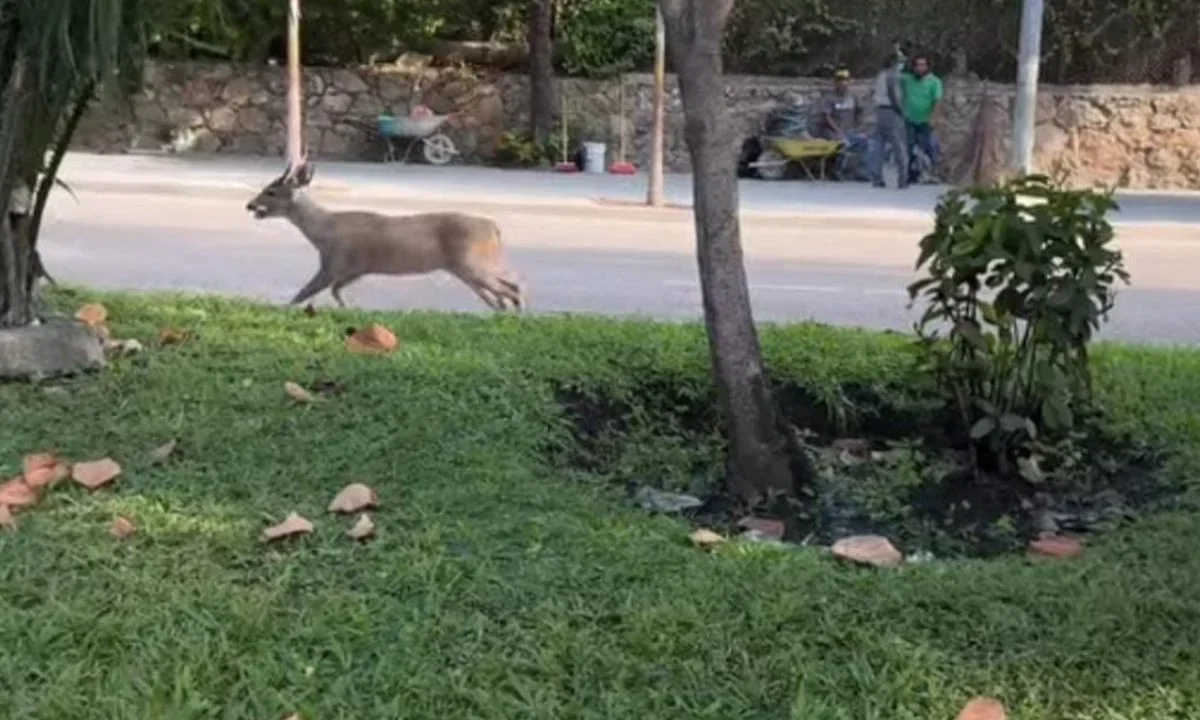 El Fonatur aseguró que los venados del Club de Golf de Acapulco, Guerrero, se encuentran en óptimas condiciones.