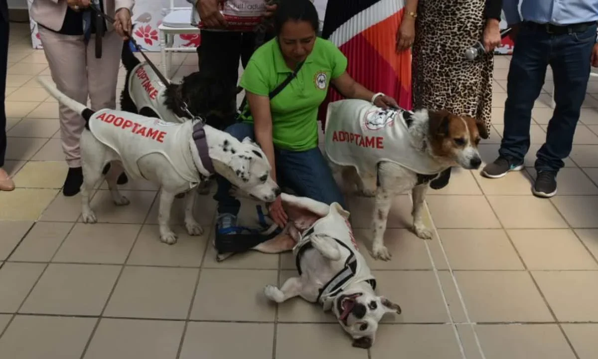 El DIF CDMX suma a refugios animales a su programa de apoyo con lo brindará alimento de calidad nutricional a dichas instancias.