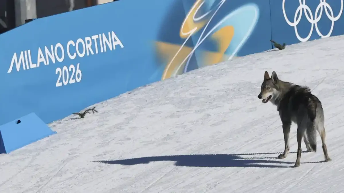 perro Juegos Olímpicos de Milán-Cortina