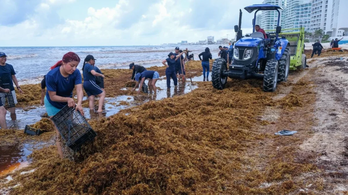 Prevén 40 millones de toneladas de sargazo en el Atlántico