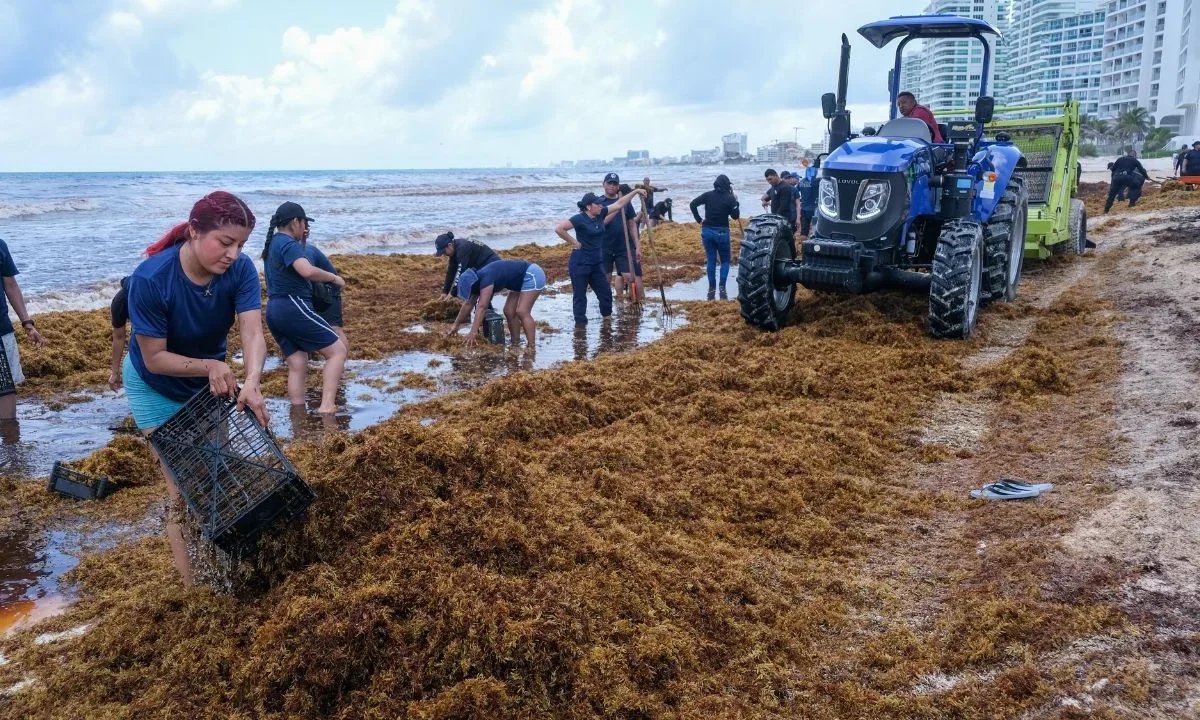 Prevén 40 millones de toneladas de sargazo en el Atlántico