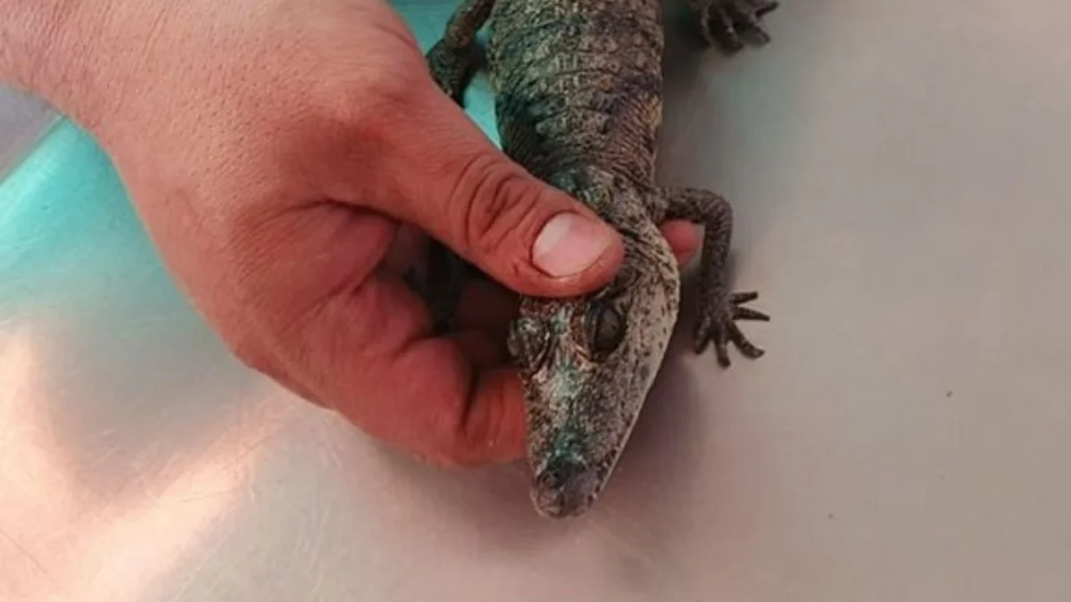 El cocodrilo moreletii fue localizado sobre un tronco en el lago del parque Tezozomoc y trasladado por la BVA a sus instalaciones en Xochimilco para su revisión y resguardo.