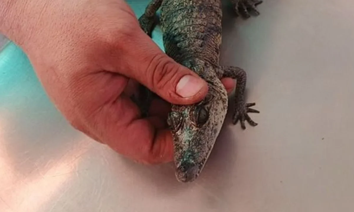 El cocodrilo moreletii fue localizado sobre un tronco en el lago del parque Tezozomoc y trasladado por la BVA a sus instalaciones en Xochimilco para su revisión y resguardo.