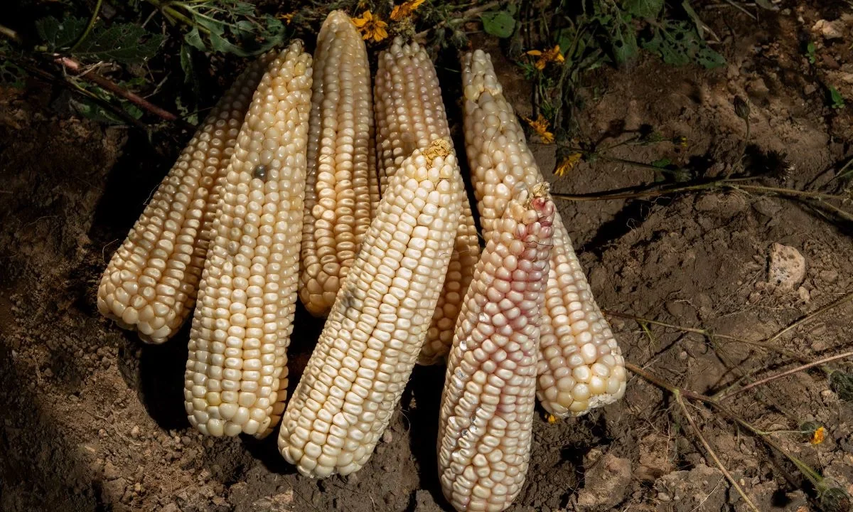 Sader publicó la nueva mecánica operativa para el otorgamiento de incentivos para maíz blanco del ciclo agrícola de Primavera-Verano 2025.