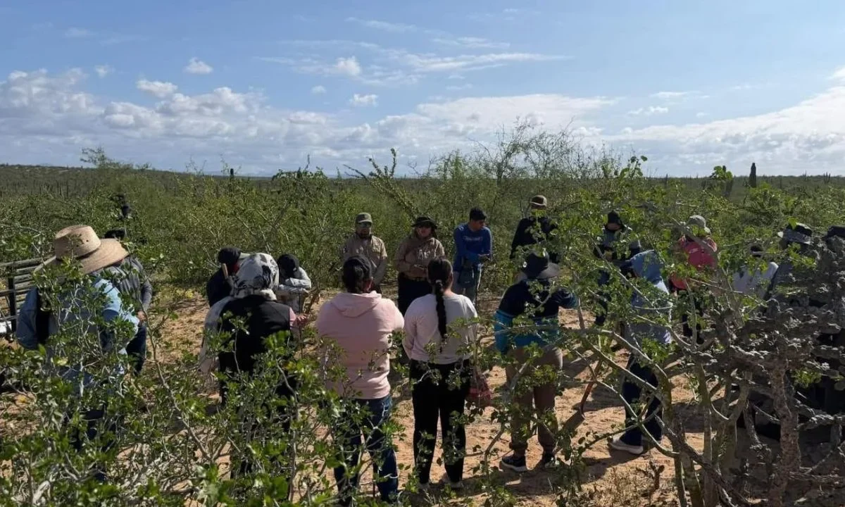 Buscadoras hallan cinco fosas en el municipio de Comondú