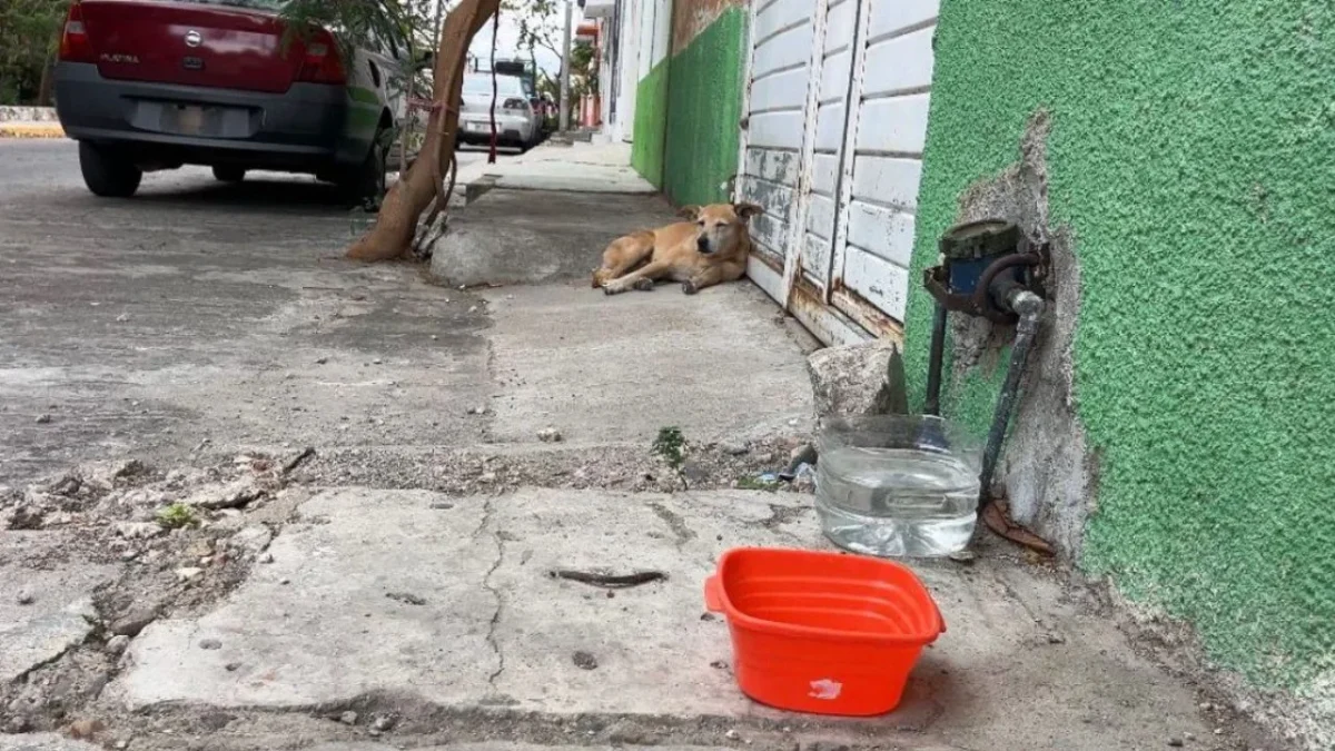 Denuncian supuesto envenenamiento masivo de perros y gatos en Chiapas