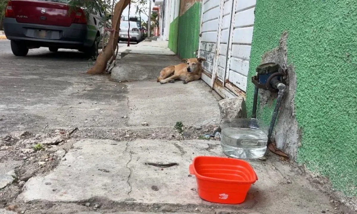Denuncian supuesto envenenamiento masivo de perros y gatos en Chiapas