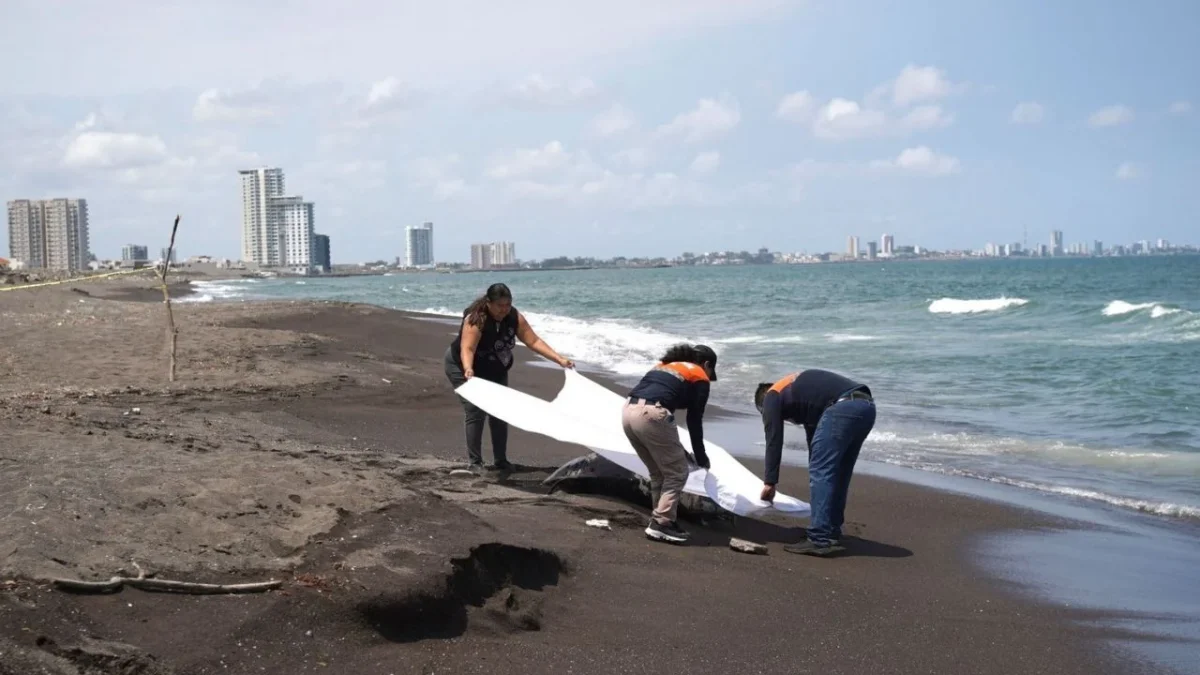 Indagan a 13 buques por derrame de hidrocarburo en el Golfo, descartan daño ambiental severo