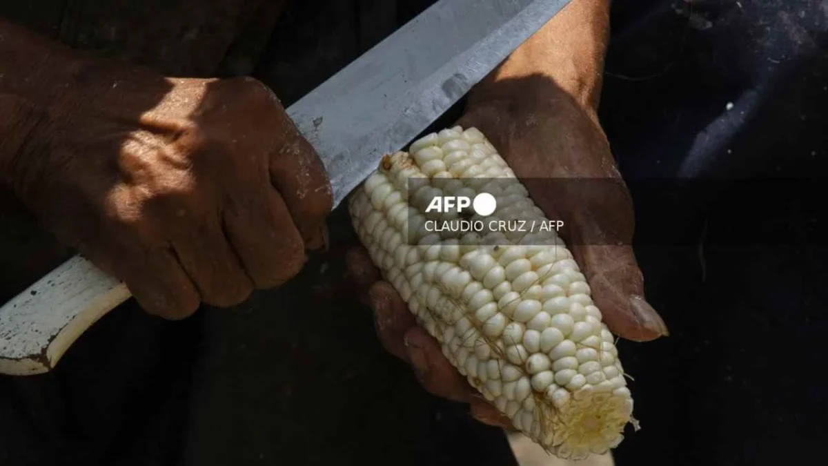 La Secretaría de Agricultura paga 1,897 mdp a productores de maíz en ocho estados.