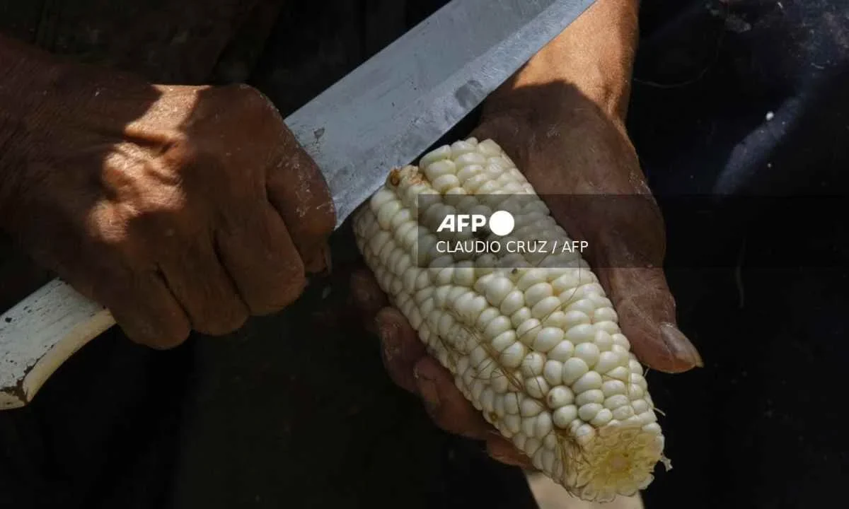 La Secretaría de Agricultura paga 1,897 mdp a productores de maíz en ocho estados.