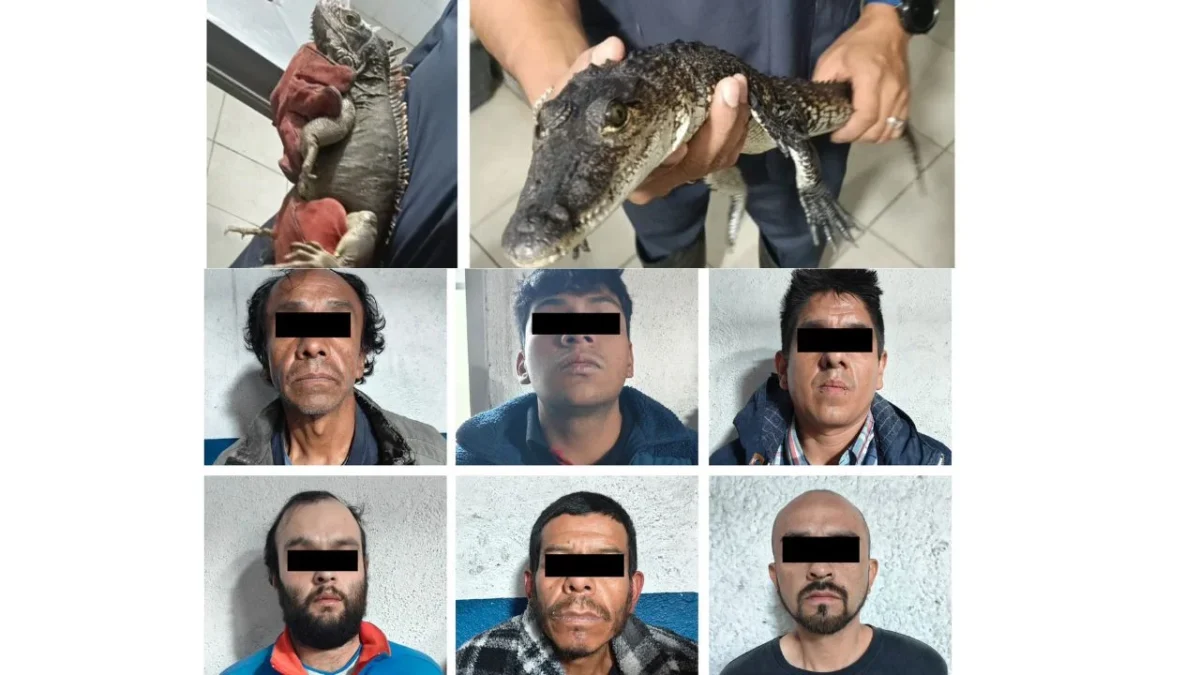Elementos de seguridad aseguraron droga y rescataron animales exóticos durante un cateo en la colonia Magdalena Mixiuhca, en Venustiano Carranza.