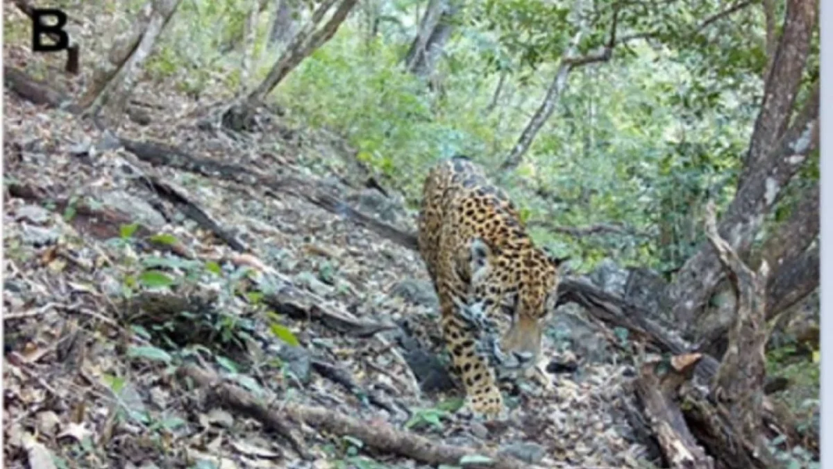 Avistan al primer jaguar en la Reserva de la Biosfera Sierra Gorda de Guanajuato