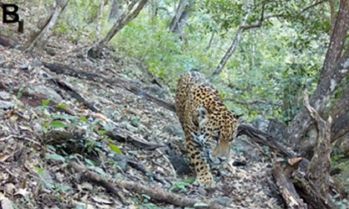 Avistan al primer jaguar en la Reserva de la Biosfera Sierra Gorda de Guanajuato