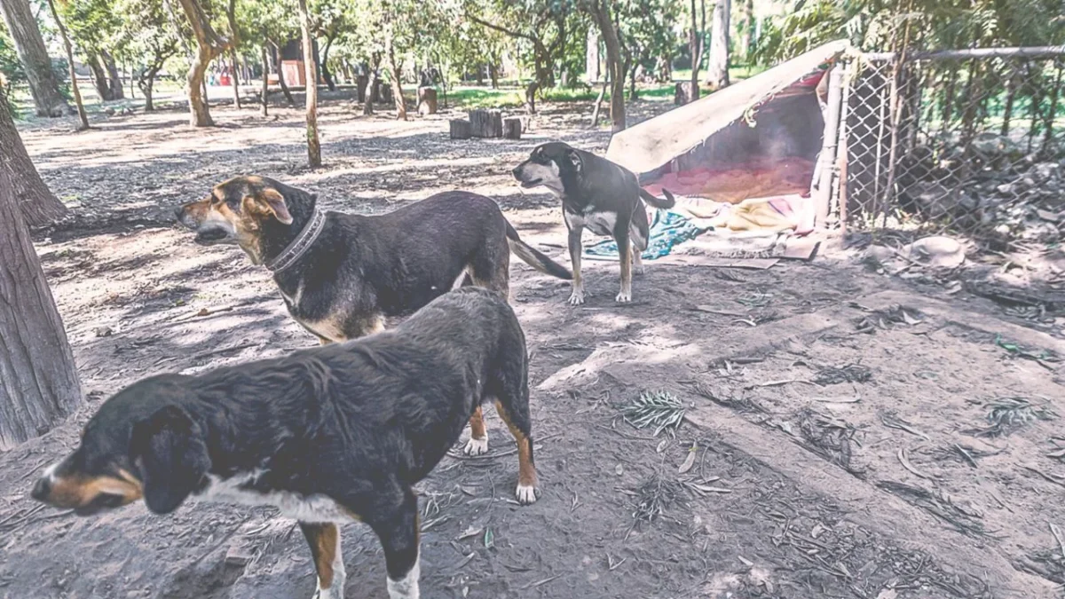 Acciones. Las autoridades de seguridad y justicia en la capital del país, afirmaron que se redobló la vigilancia en el Bosque de Xochimilco.