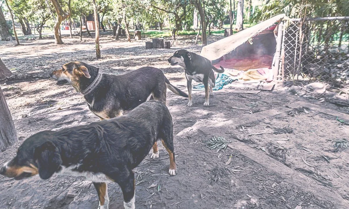Acciones. Las autoridades de seguridad y justicia en la capital del país, afirmaron que se redobló la vigilancia en el Bosque de Xochimilco.
