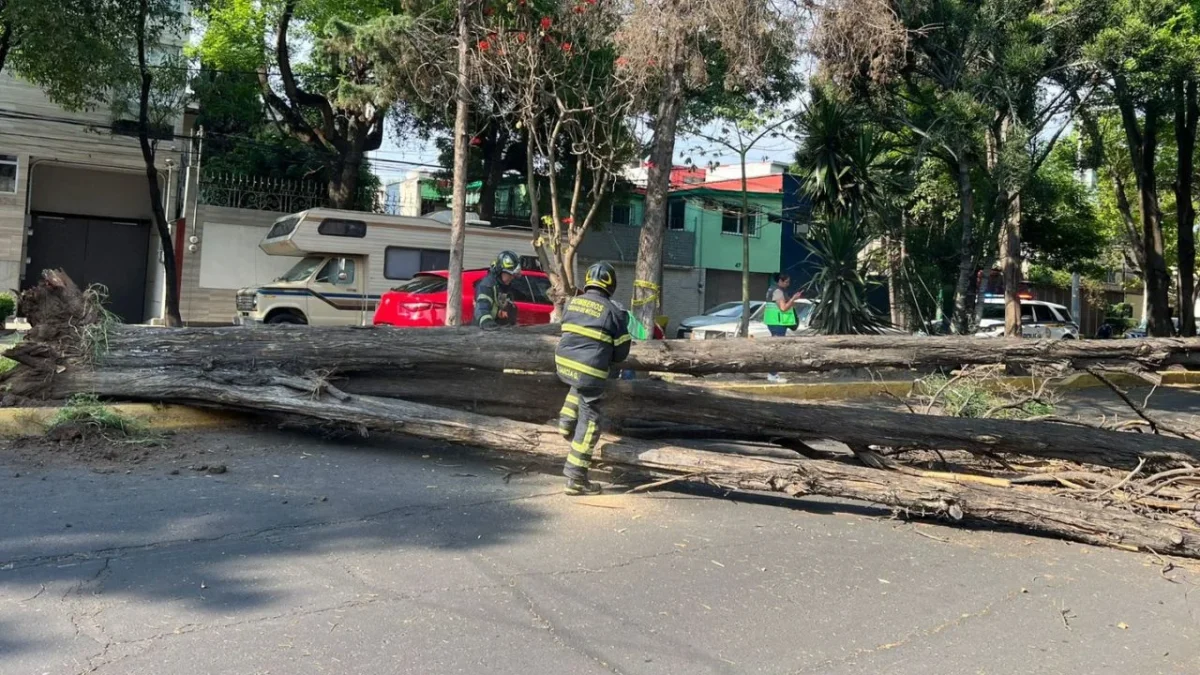 Las fuertes rachas de viento registradas este domingo en la CDMX provocaron la caída de al menos 10 árboles.