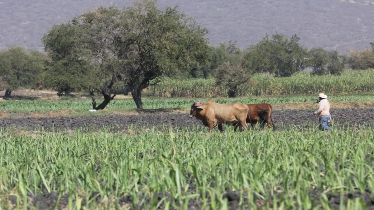 'Se eliminó para la caña de azúcar mexicana toda ventaja de las que nuestro país debería de gozar conforme lo suscrito al T-MEC'.