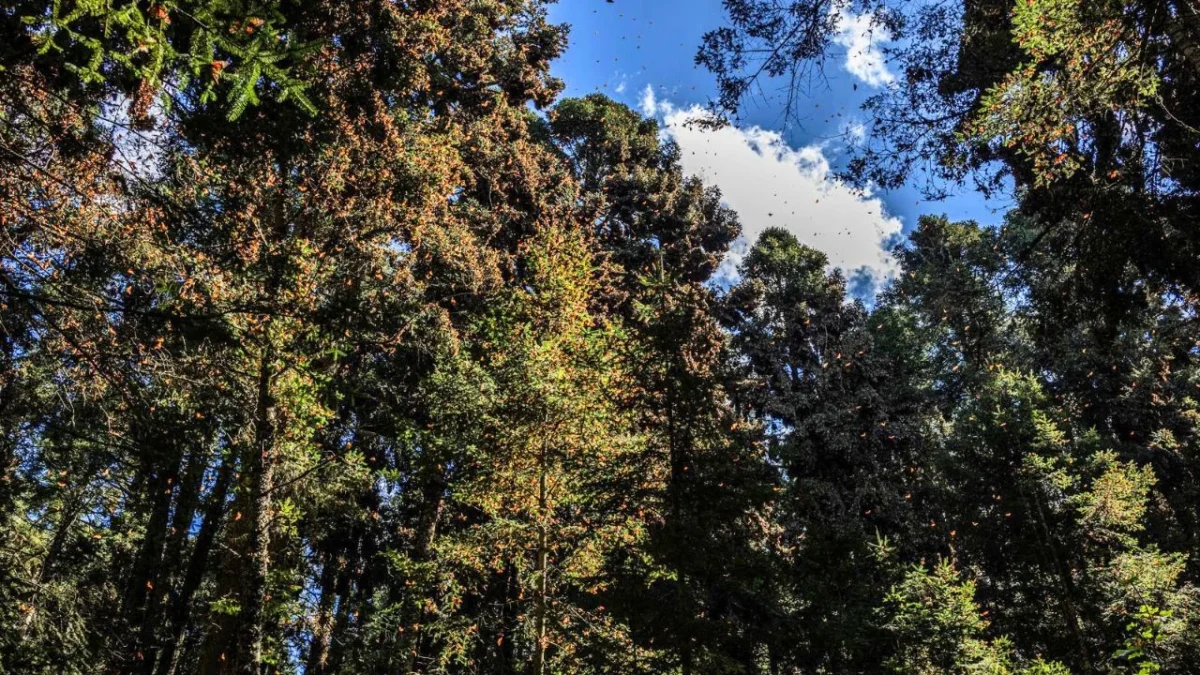 Crece 64% presencia de la mariposa monarca en los bosques mexicanos de hibernación en Michoacán y Edomex, durante la temporada 2025-2026.
