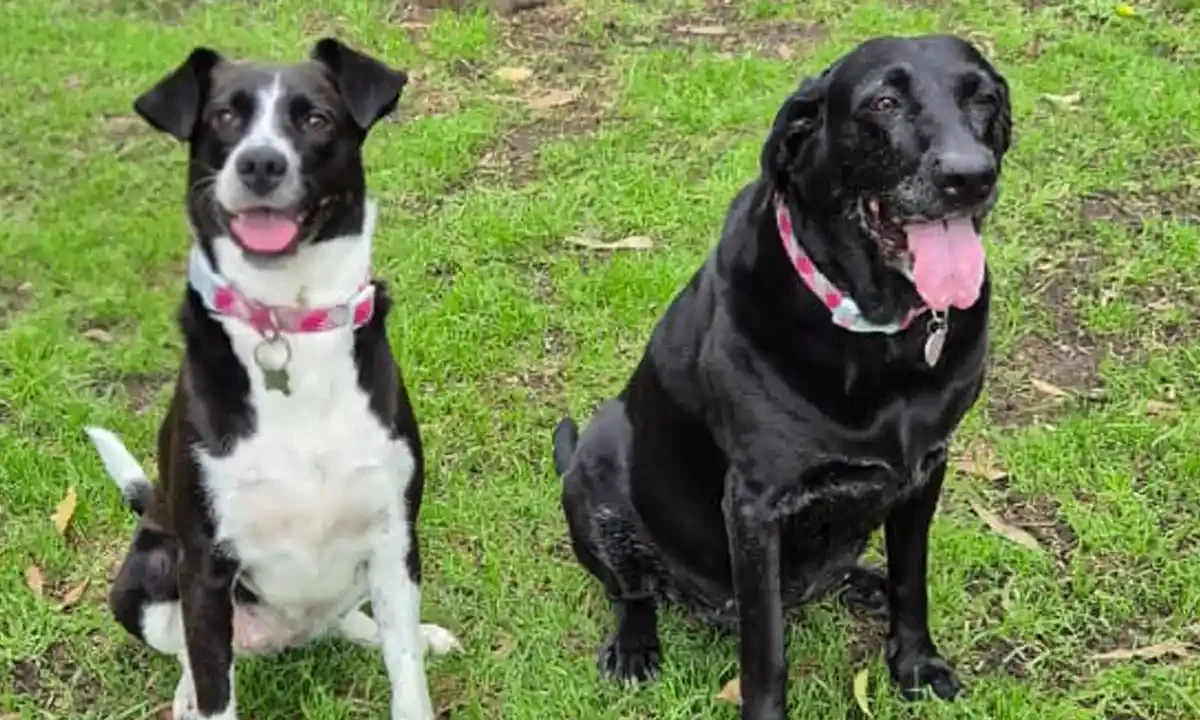 perros gatos 2026 Su Huella es para Siempre