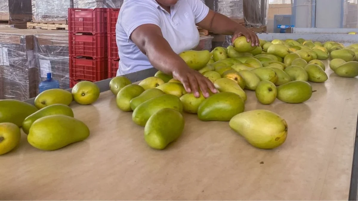 La alerta sanitaria en Oaxaca que emitió el Departamento de Agricultura de EU, por una plaga de gusanos del mango, arriesga la exportación.