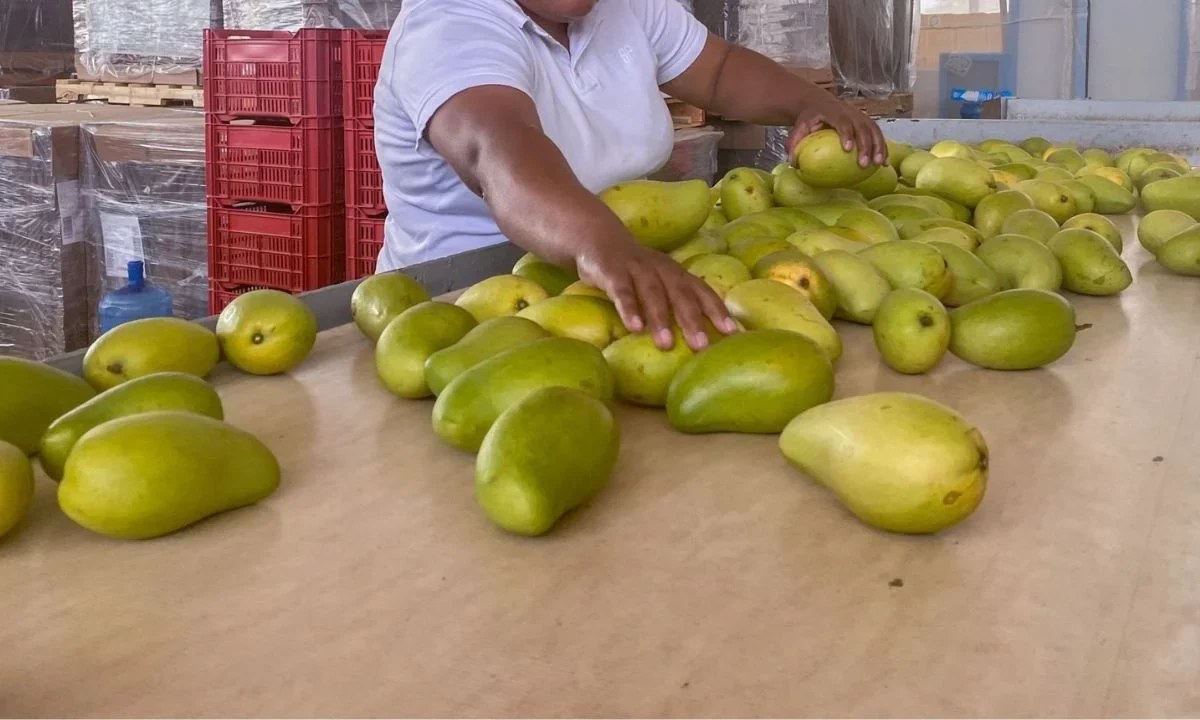 La alerta sanitaria en Oaxaca que emitió el Departamento de Agricultura de EU, por una plaga de gusanos del mango, arriesga la exportación.
