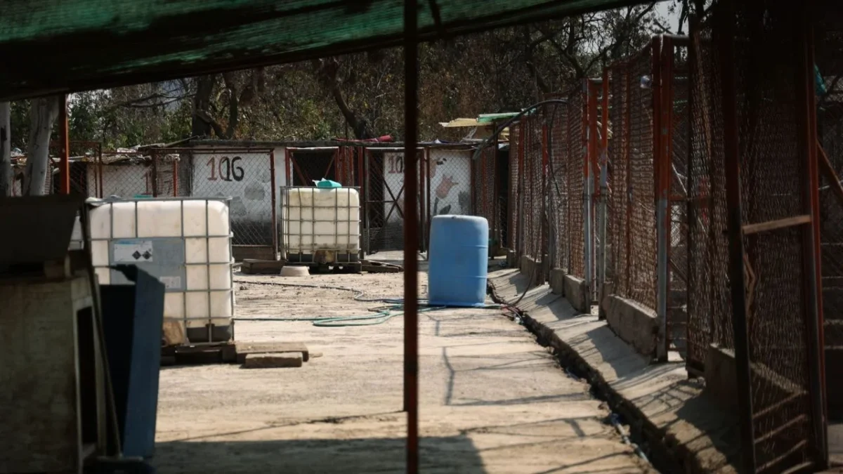 La petición responde a la solicitud del Refugio Franciscano de que el Gobierno de CDMX reintegre al inmueble a los 936 perros resguardados.