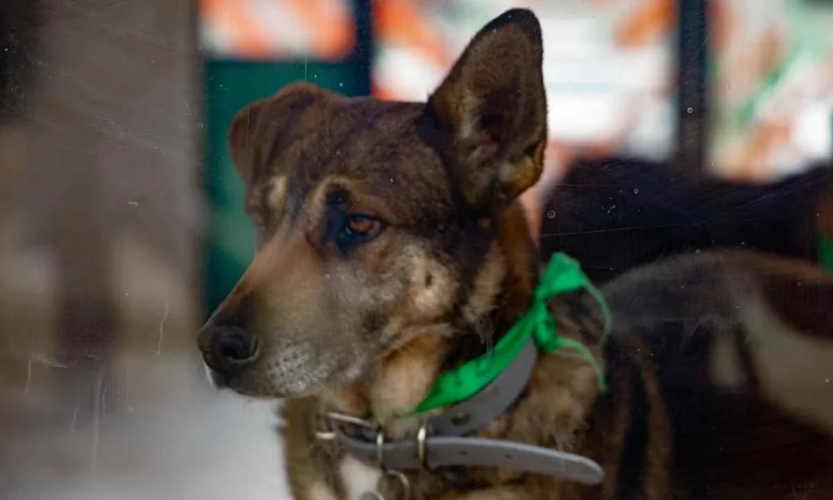 El Gobierno CDMX sí podrá dar en adopción a los animales rescatados del Refugio Franciscano.