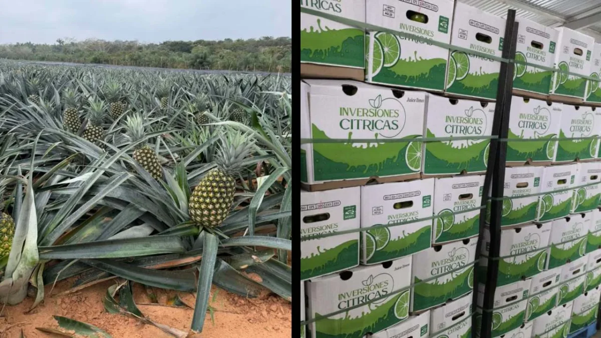 Inversiones Cítricas ha transformado el panorama del campo mexicano, al convertir la tierra yucateca en una máquina de rentabilidad.