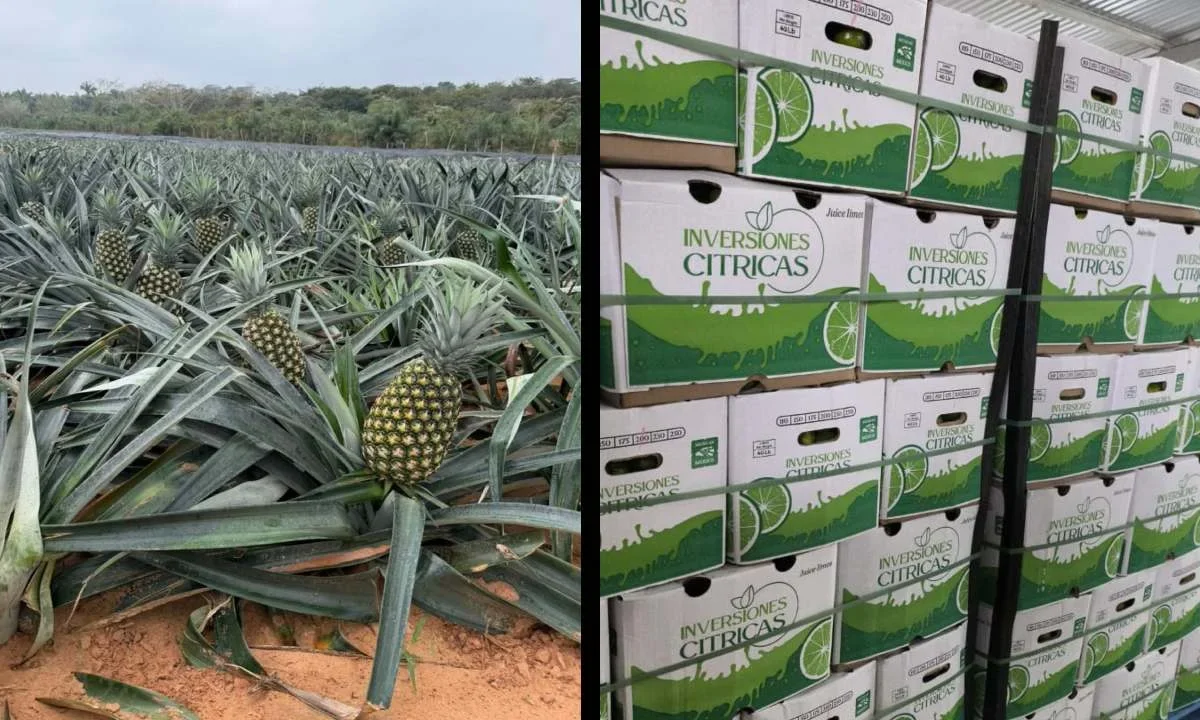 Inversiones Cítricas ha transformado el panorama del campo mexicano, al convertir la tierra yucateca en una máquina de rentabilidad.