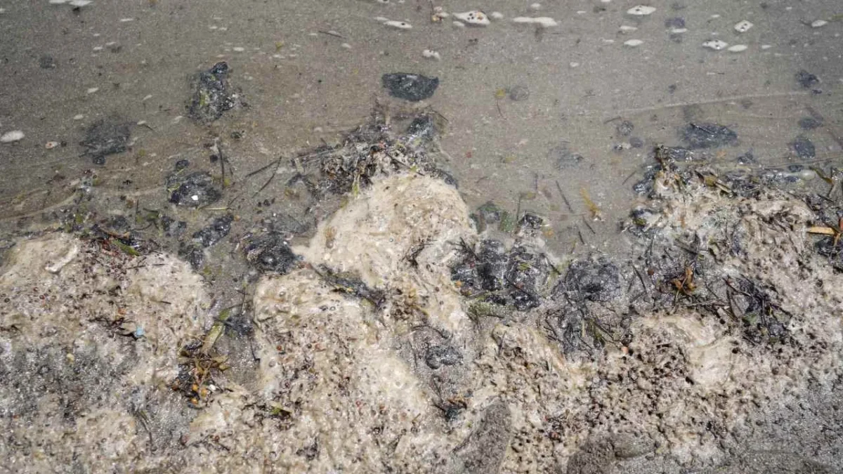 Invierten 217 millones de pesos en labores de limpieza de playas y costas por el derrame de hidrocarburo.