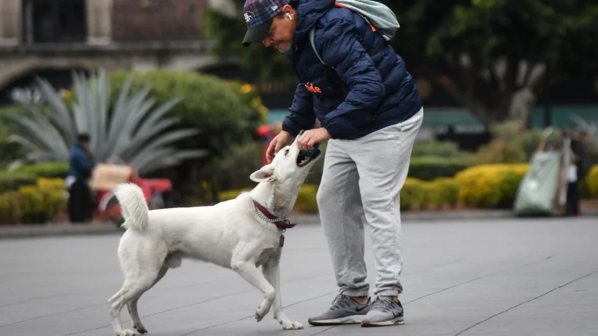 La legisladora panista explicó que actualmente pasear perros sin correa es una infracción tipo B y se sanciona con arresto de 13 a 24 horas.